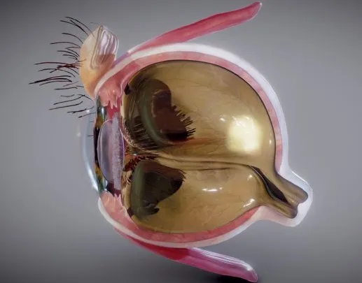 PBR Game 3D Models – Eye Cross Section