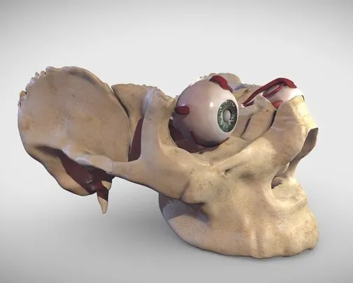 PBR Game 3D Models – Eye Muscles (Extraocular Muscles)