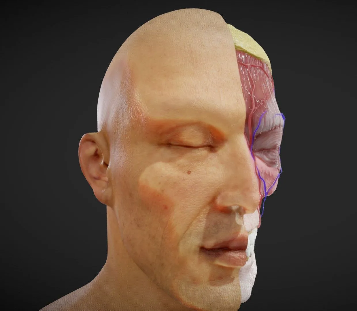 PBR Game 3D Models – Facial Anatomy Layers