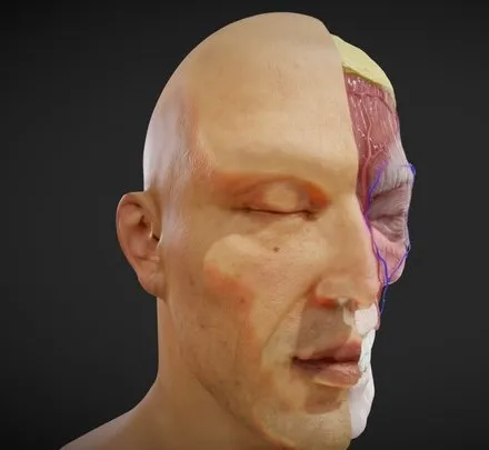 PBR Game 3D Models – Facial Anatomy Layers