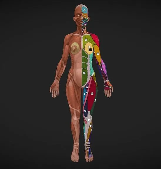 PBR Game 3D Models – Female Anatomy 2