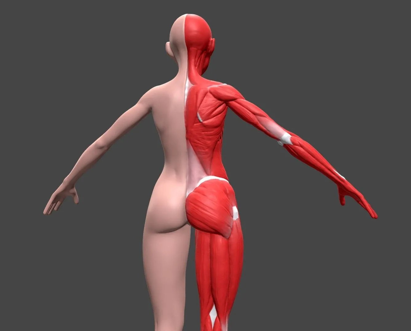 PBR Game 3D Models – Female Body Anatomy 02 Ecorche