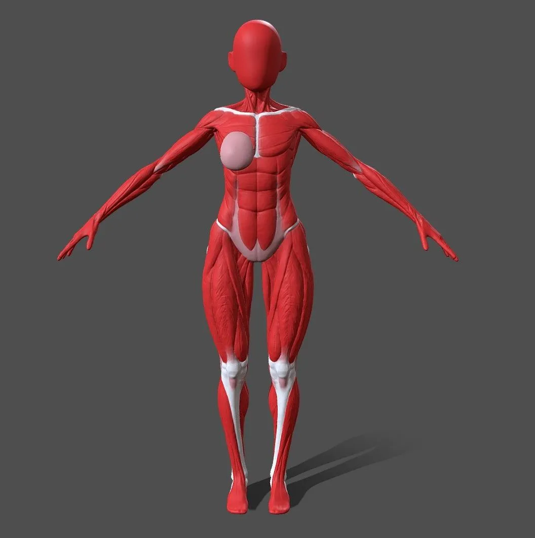 PBR Game 3D Models – Female Body Anatomy Ecorche