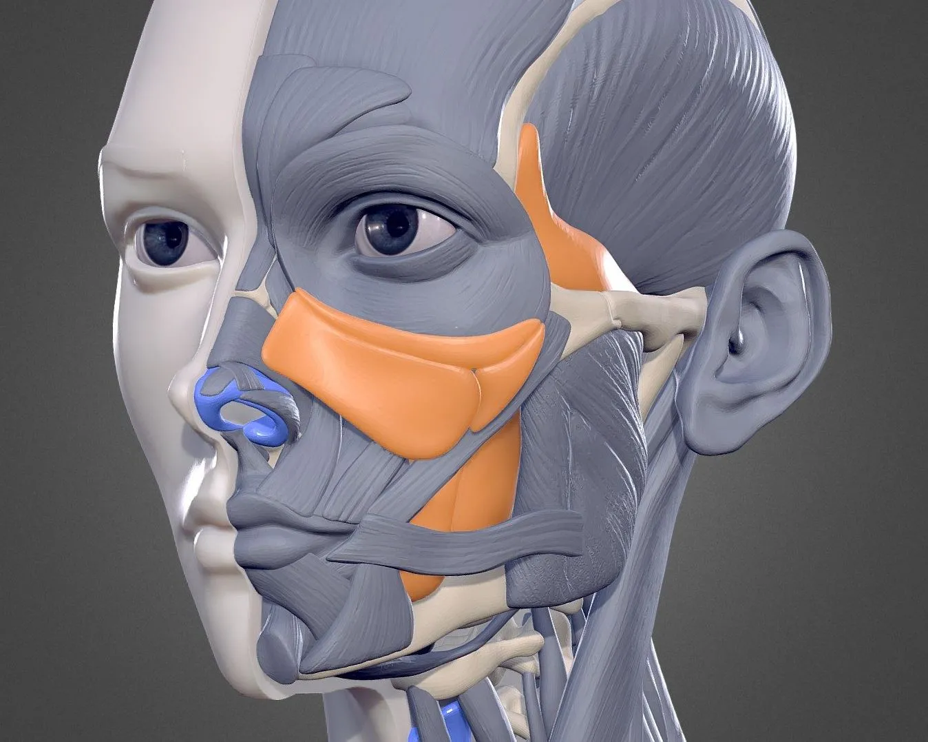 PBR Game 3D Models – Female Bust Human Anatomy Study