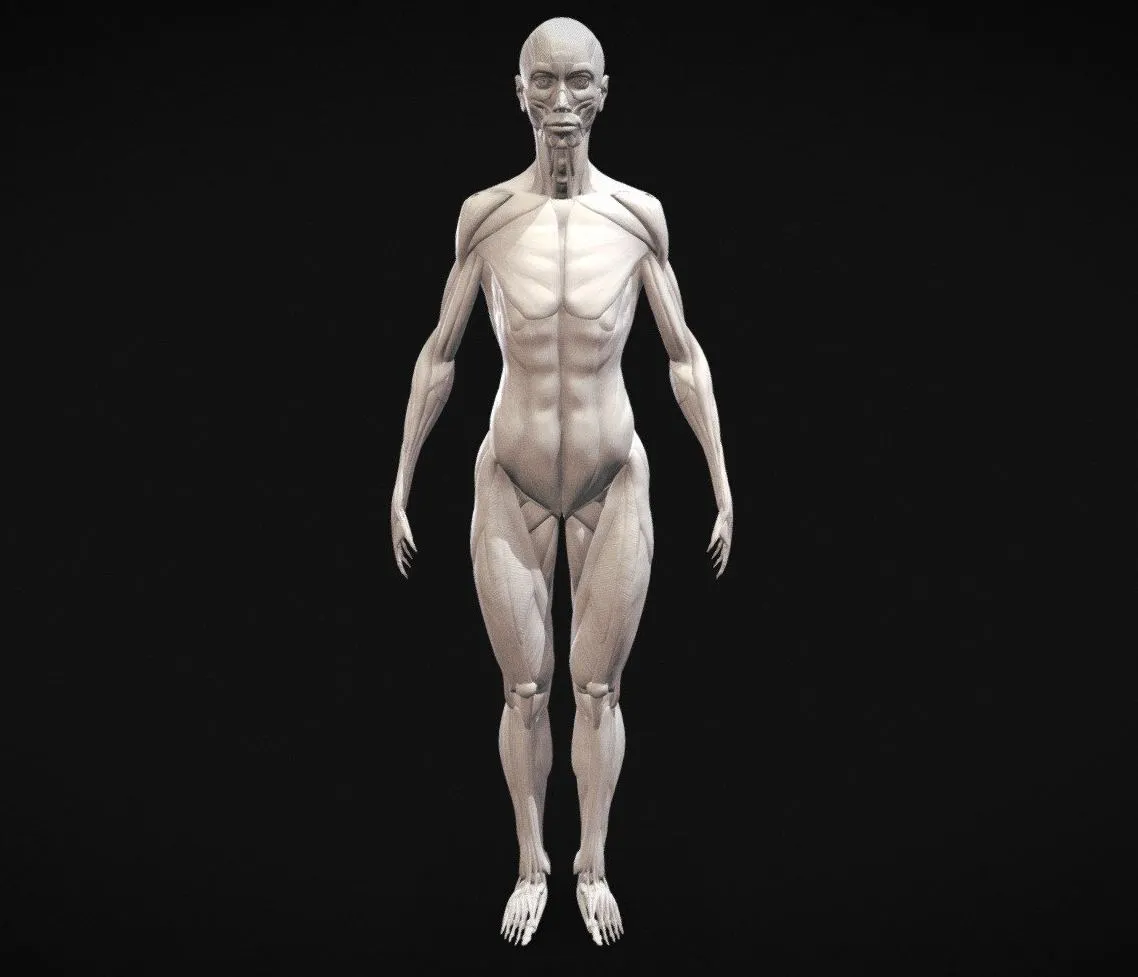 PBR Game 3D Models – Female Ecorche Nickoxart