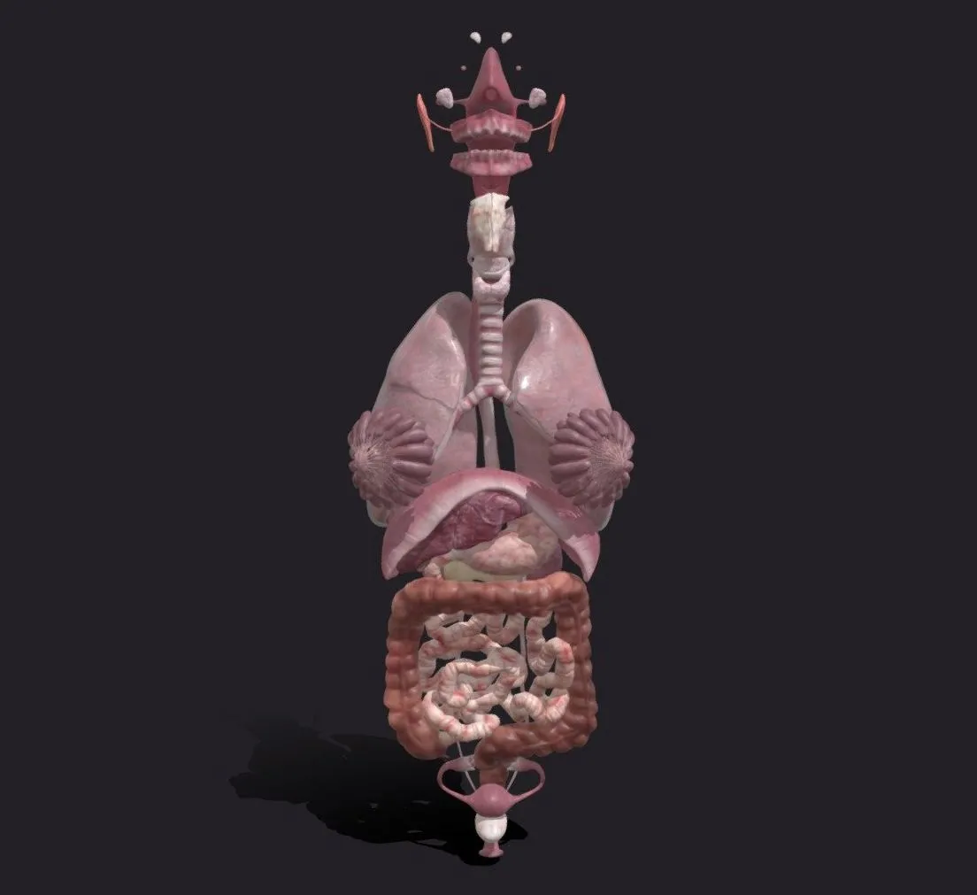 PBR Game 3D Models – Female Internal Organs