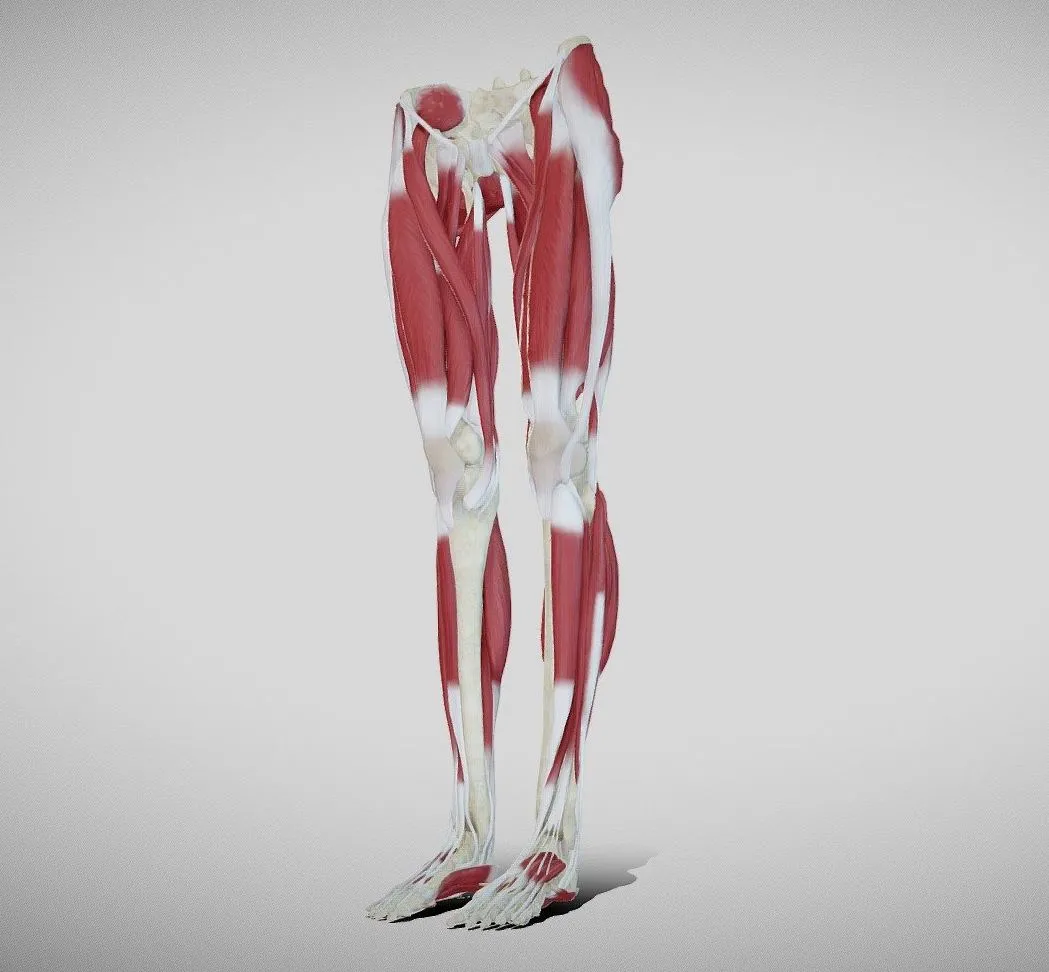 PBR Game 3D Models – Female Lower Limb Anatomy