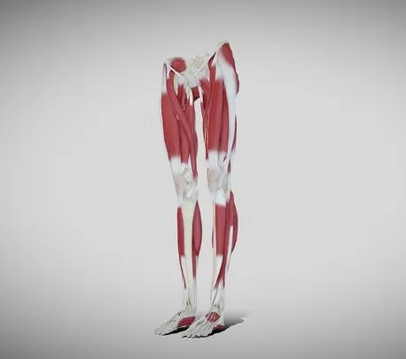 PBR Game 3D Models – Female Lower Limb Anatomy