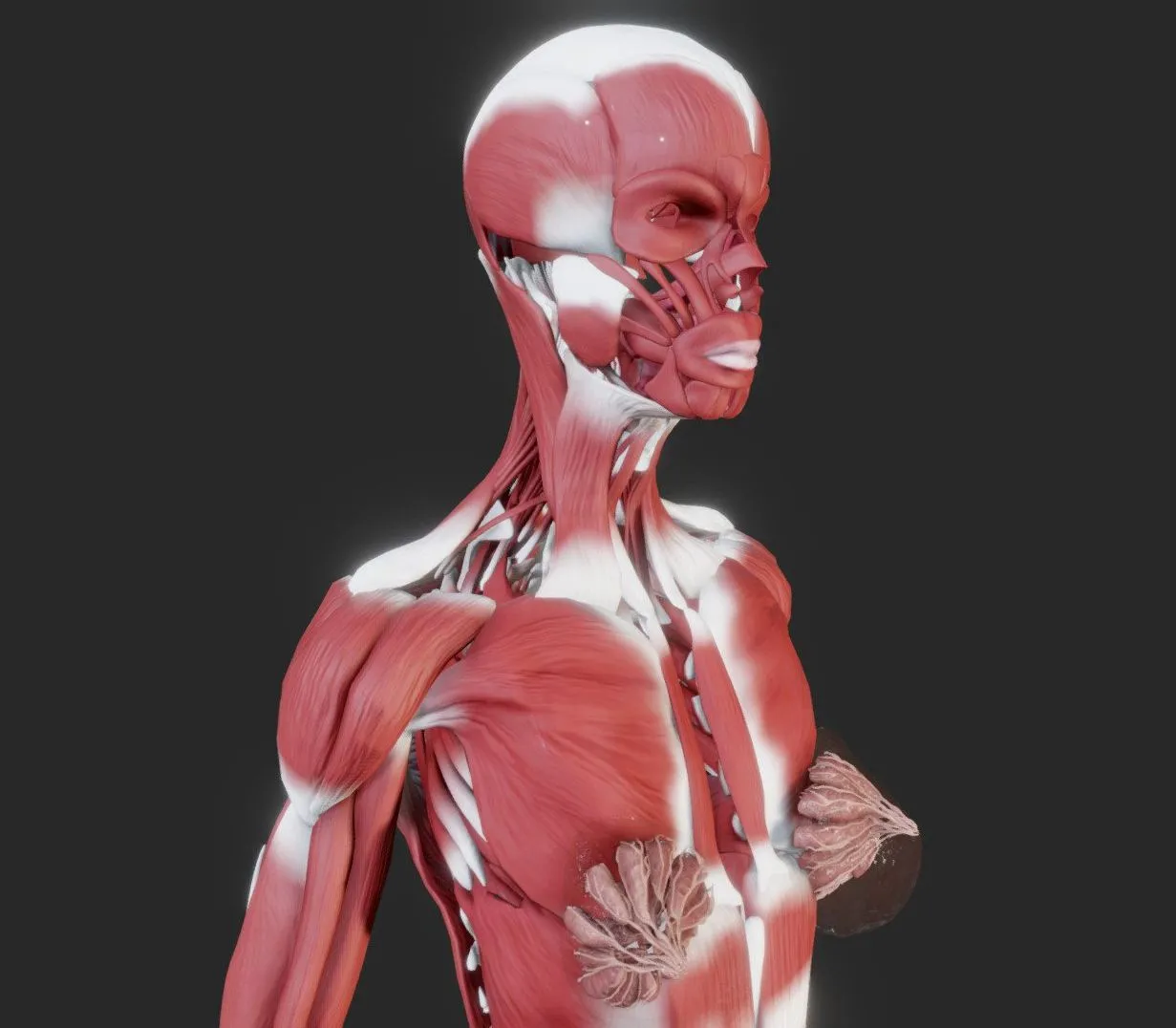 PBR Game 3D Models – Female Muscular System