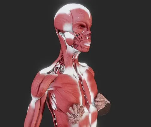 PBR Game 3D Models – Female Muscular System