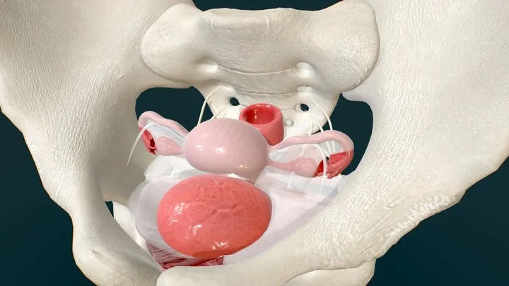 PBR Game 3D Models – Female Pelvic Floor   Layers Of Support