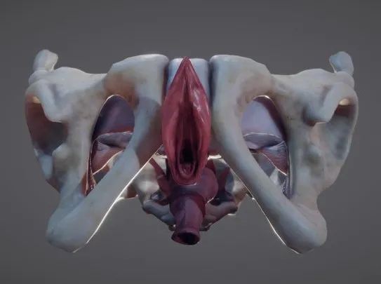 PBR Game 3D Models – Female Reproductive System