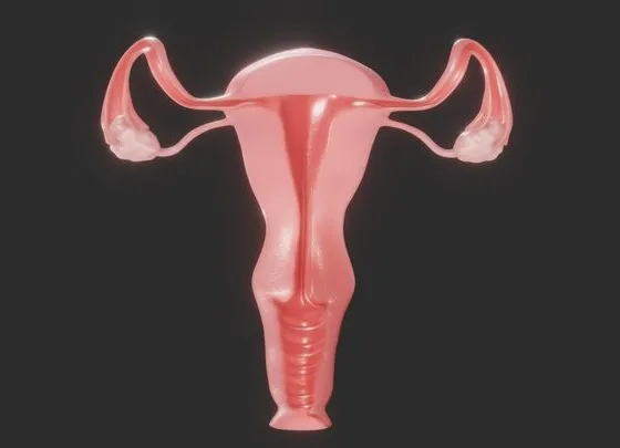 PBR Game 3D Models – Female Reproductive System Section
