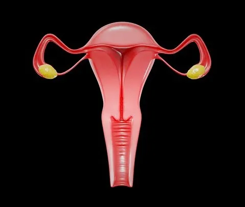 PBR Game 3D Models – Female Reproductive System