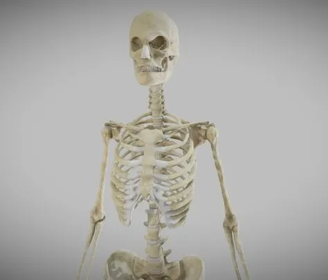 PBR Game 3D Models – Female Skeletal System (Skeleton)
