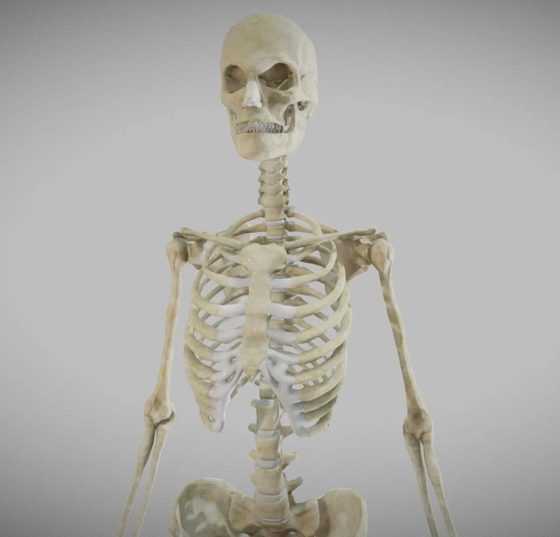 PBR Game 3D Models – Female Skeletal System Skeleton
