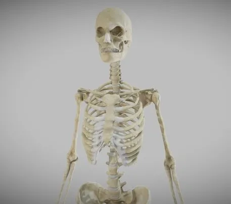 PBR Game 3D Models – Female Skeletal System (Skeleton)