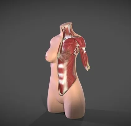PBR Game 3D Models – Female Torso Muscle Anatomy