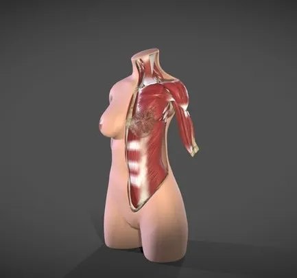 PBR Game 3D Models – Female Torso Muscle Anatomy