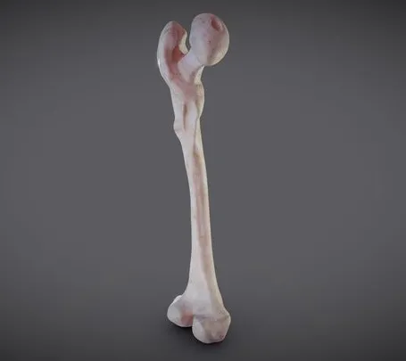 PBR Game 3D Models – Femur