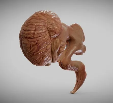 PBR Game 3D Models – Fetal Brain Week Eight