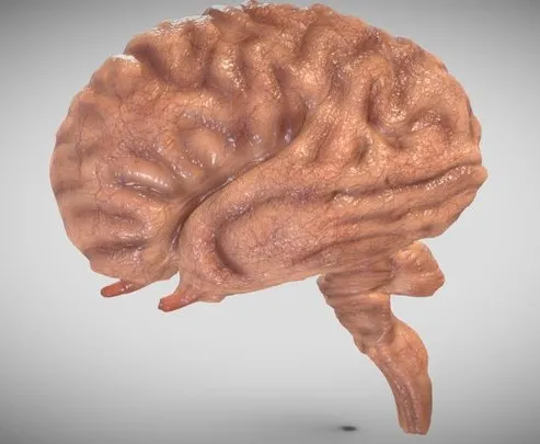 PBR Game 3D Models – Fetal Brain Week Sixteen