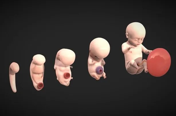 PBR Game 3D Models – Fetal Development Stages   Human Embryonic