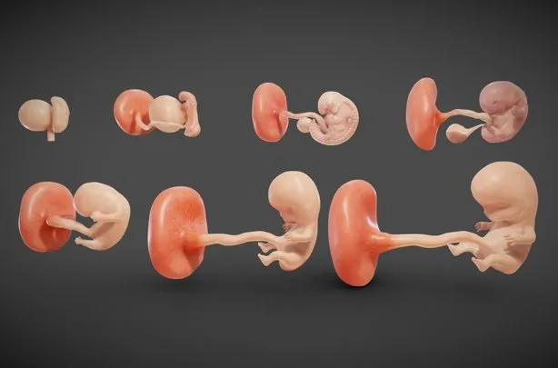 PBR Game 3D Models – Fetal Development Stages