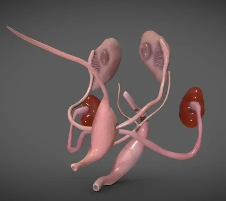 PBR Game 3D Models – Fetal Reproductive System Week Eight