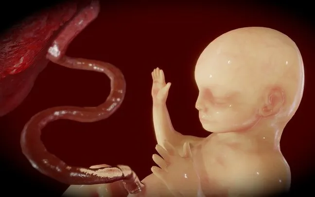 PBR Game 3D Models – Fetus (Animated)