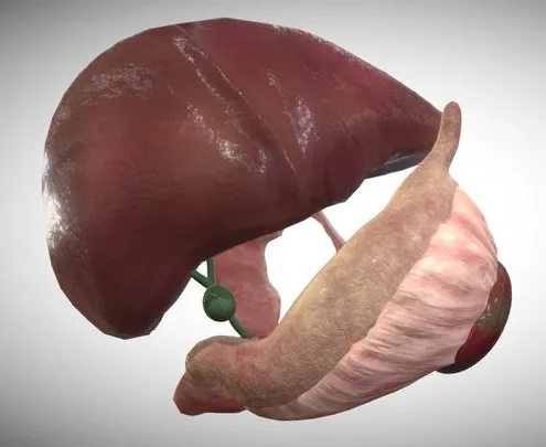PBR Game 3D Models – Fetus Liver, Spleen & Pancreas Week Sixteen