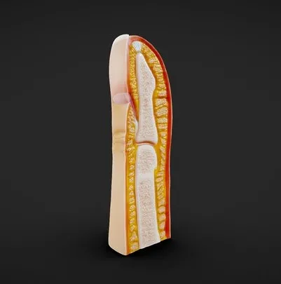 PBR Game 3D Models – Finger And Fingernail Cross Section Anatomy