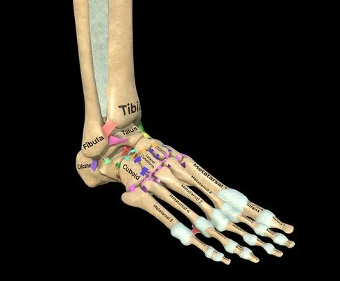 PBR Game 3D Models – Foot, Ankle And Ligaments