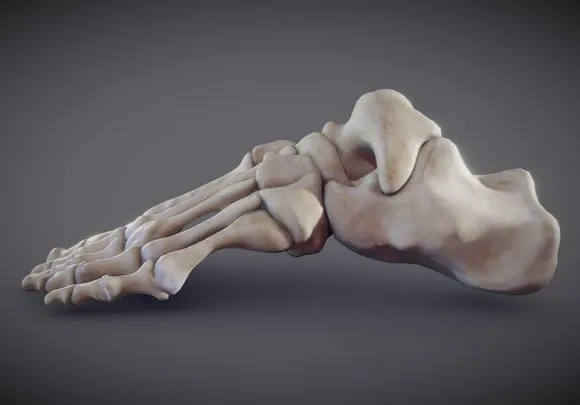 PBR Game 3D Models – Foot Bones