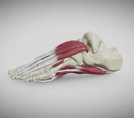 PBR Game 3D Models – Foot Muscles
