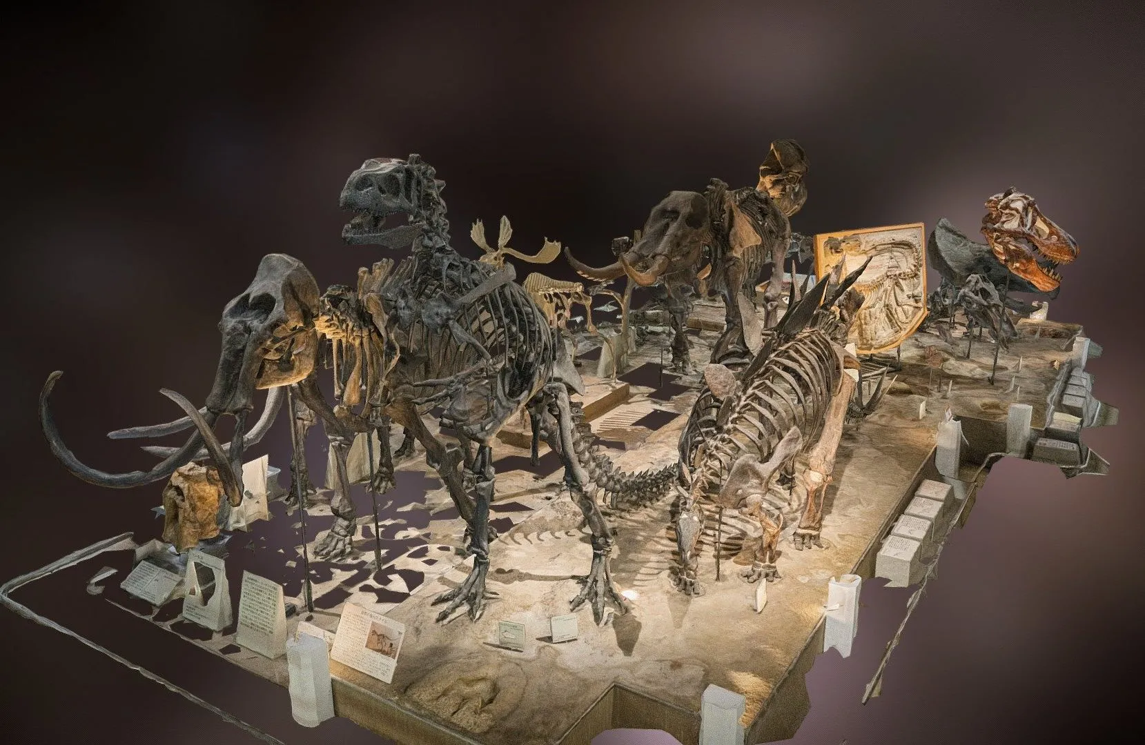 PBR Game 3D Models – Fossils At Osaka Museum Of Natural History Scan