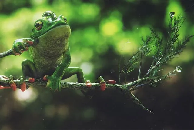 PBR Game 3D Models – Frog tree