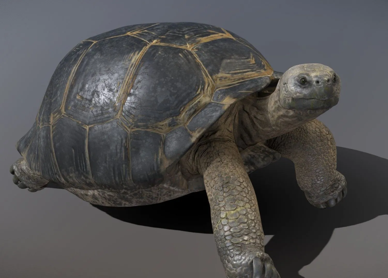 PBR Game 3D Models – Galapagos Giant Tortoise