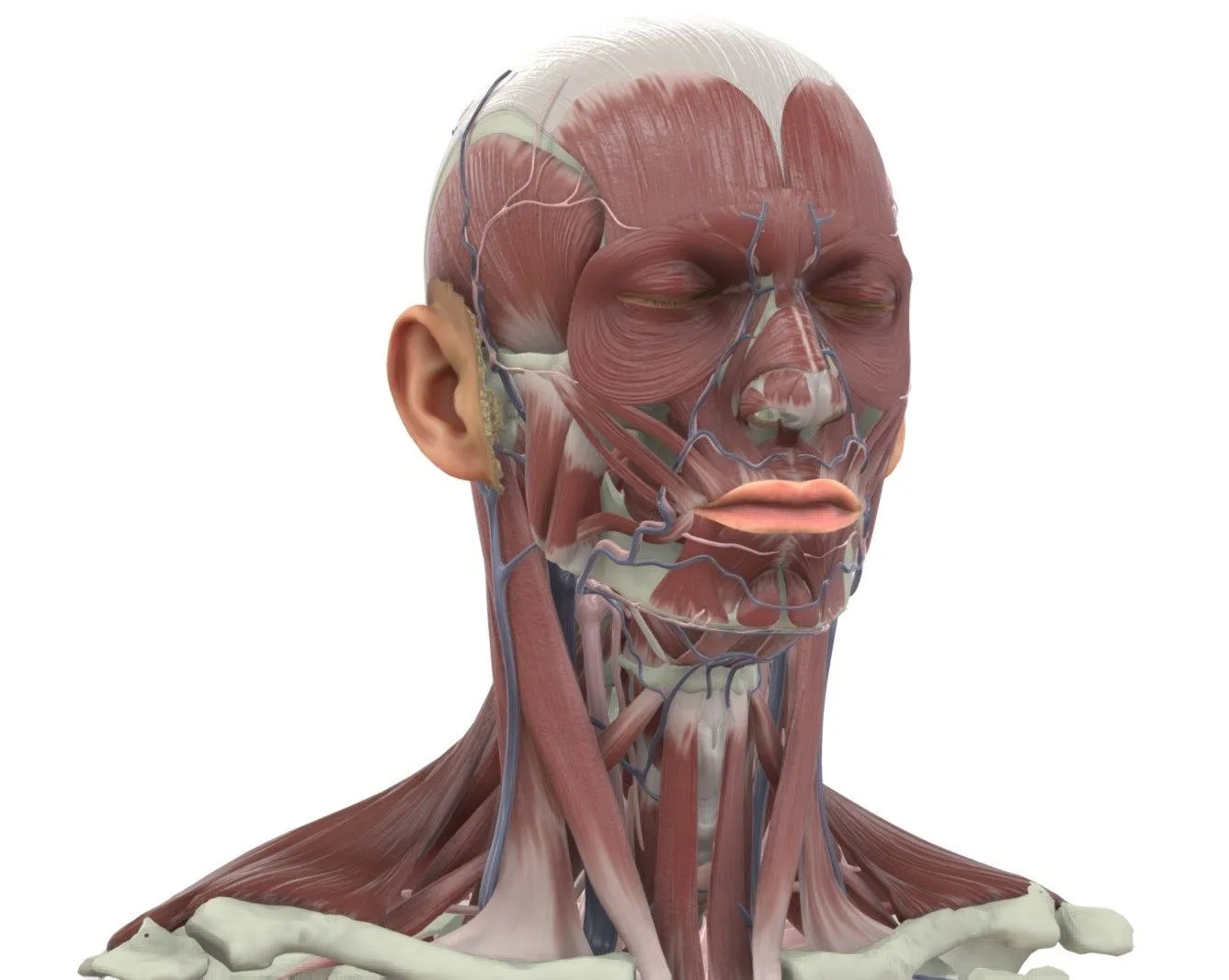 PBR Game 3D Models – Galvas Un Kakla Muskulatura