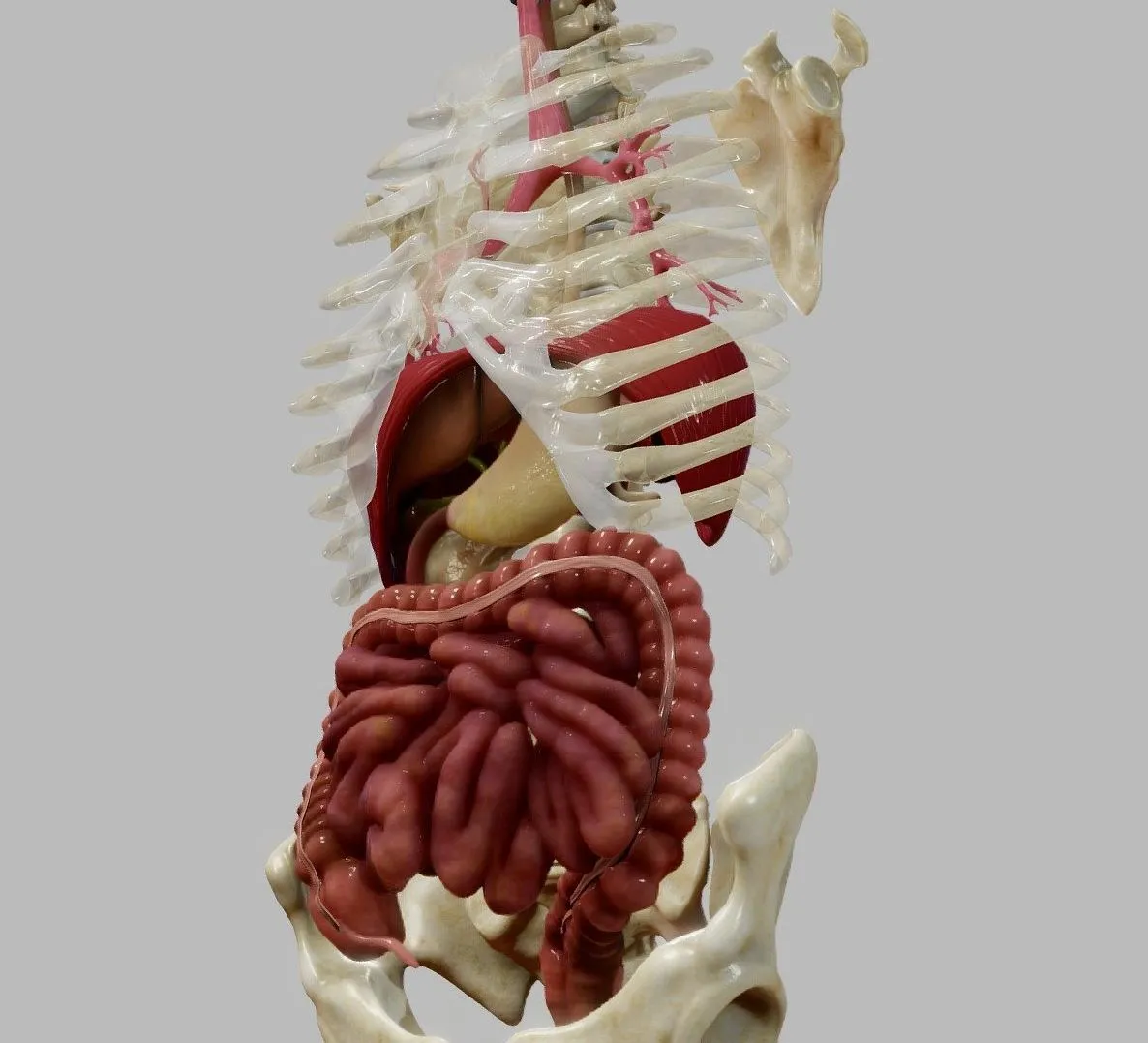 PBR Game 3D Models – Gastrointestinal Tract