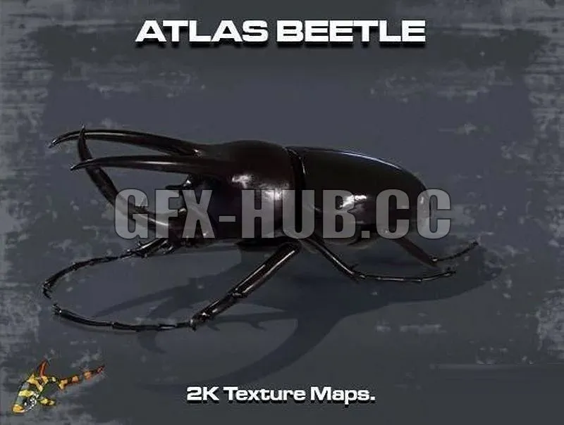 PBR Game 3D Models – gfx-hub.cc.the.best.Atlas Beetle