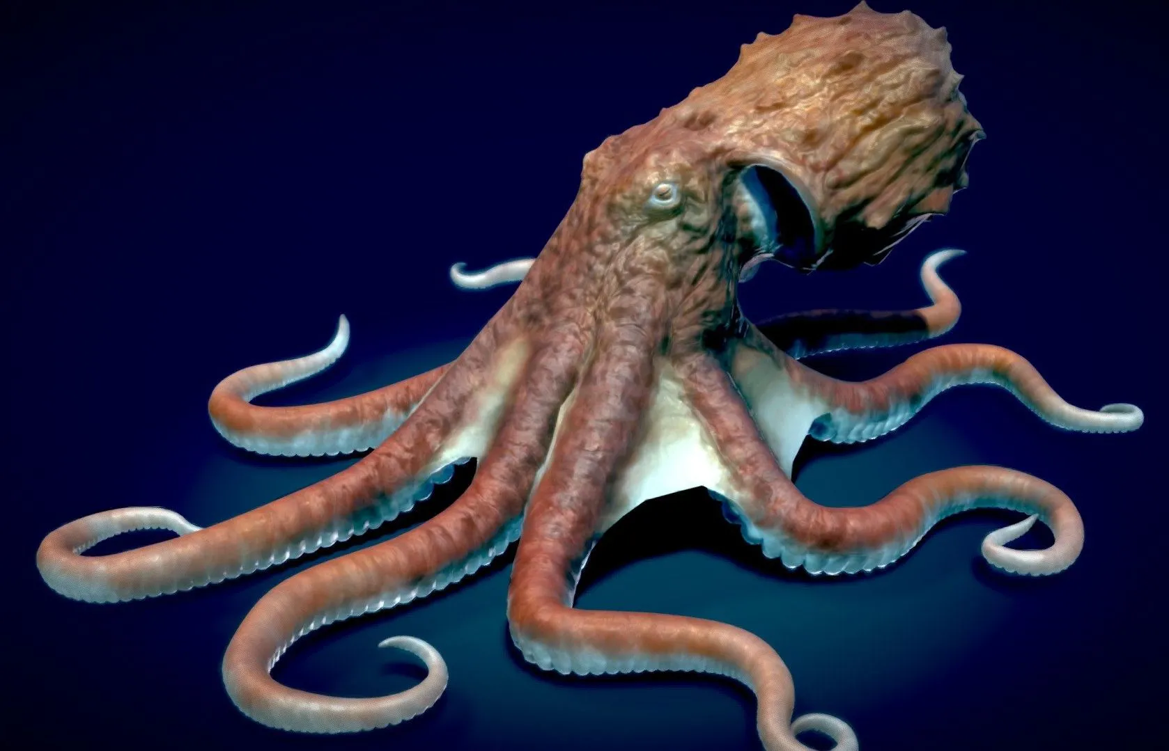 PBR Game 3D Models – Giant Pacific Octopus