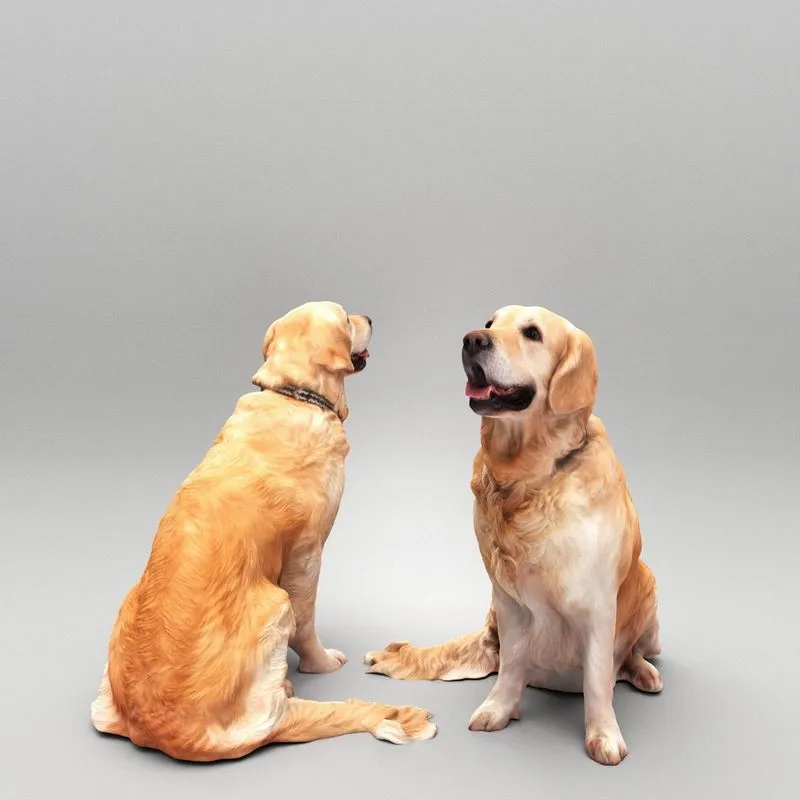 PBR Game 3D Models – Golden retriever dog 23