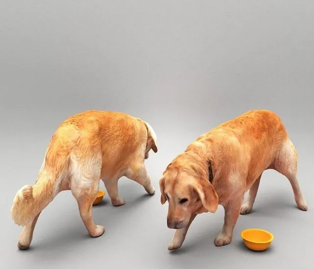 PBR Game 3D Models – Golden retriever dog 33
