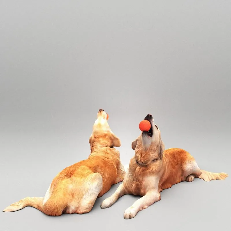 PBR Game 3D Models – Golden retriever dog playing with toy 30