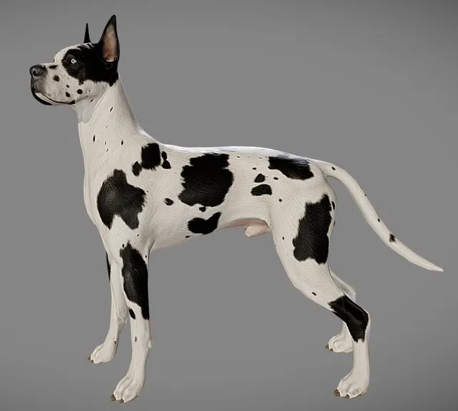 PBR Game 3D Models – Great Dane
