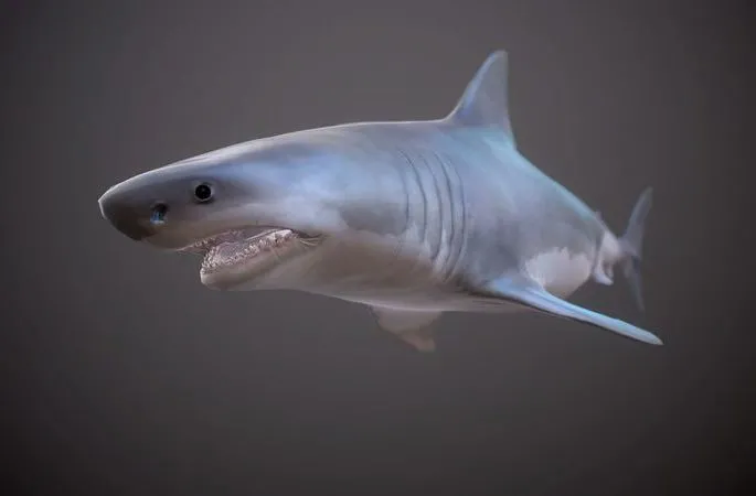 PBR Game 3D Models – GREAT WHITE SHARK (3)