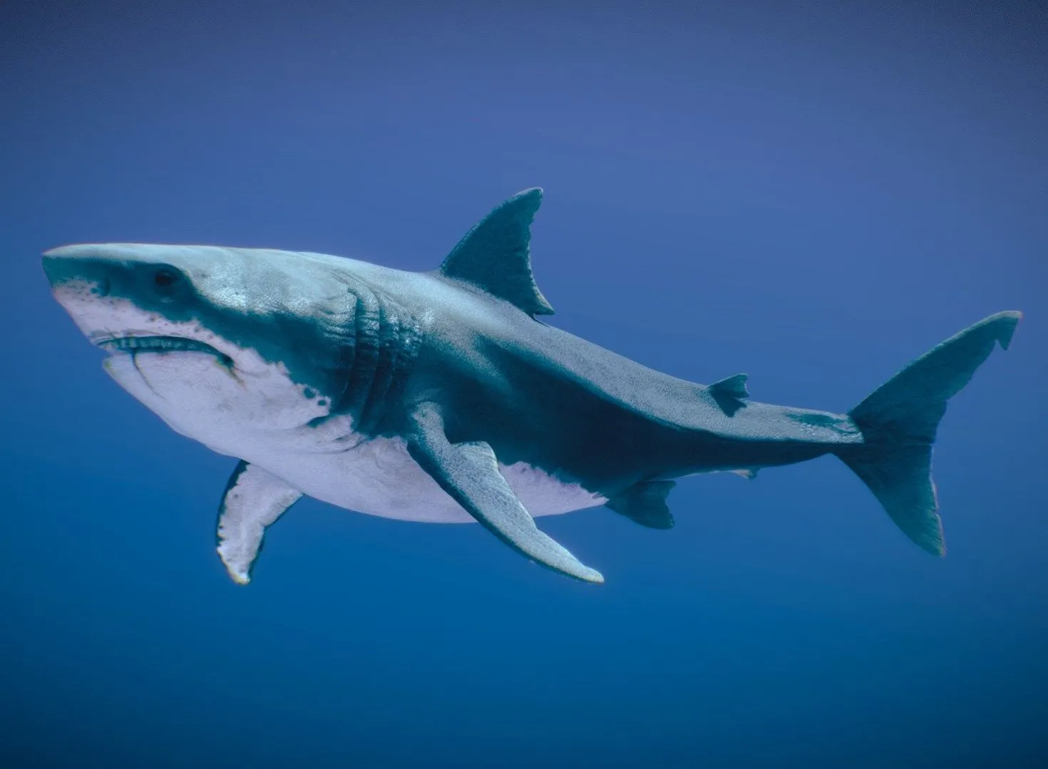 PBR Game 3D Models – Great White Shark