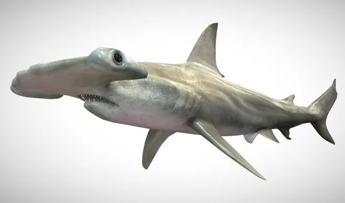 PBR Game 3D Models – Hammerhead Shark With UE4 Support