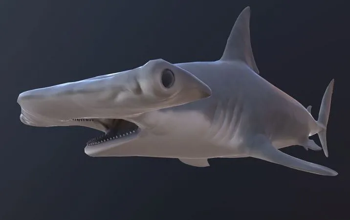 PBR Game 3D Models – Hammerhead shark